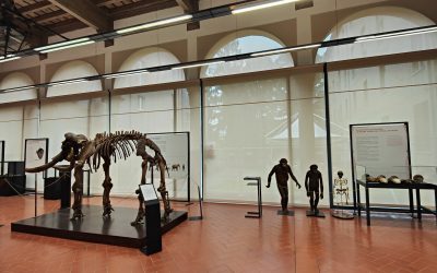 Sessanta anni del Museo di paleontologia e preistoria Piero Leonardi: a Unife la mostra celebrativa