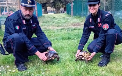 Open Day dei Carabinieri Forestali tra Ravenna e il Ferrarese: escursioni gratuite dedicate alla biodiversità