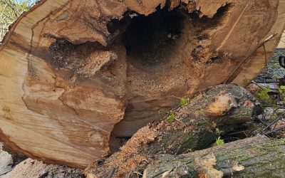 Terre del Reno. Abbattimento di alberi pericolosi alla primaria Padre Accorsi
