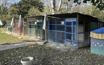 Il canile municipale si rinnova: più posti e spazi pensati per il benessere