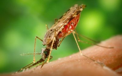 Giornata mondiale contro la malaria: a Ferrara fino a 13 casi l’anno