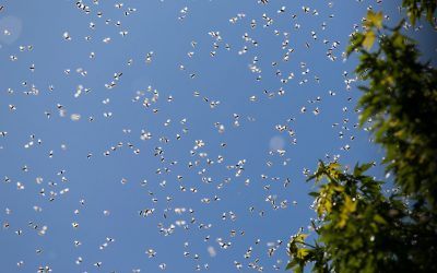 Invasione di api tra Ferrara e provincia: boom di segnalazioni