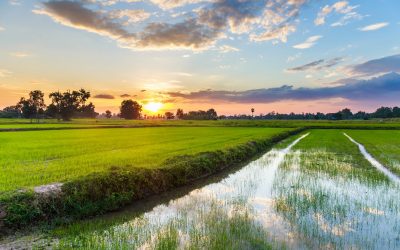 Riso, l’allarme parte da Ferrara: “Così l’Europa non ci tutela”