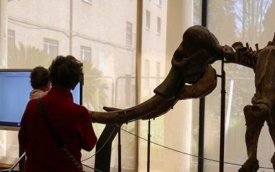 Giornata Internazionale dei Musei: al Museo Leonardi di Unife un viaggio nella storia della vita sulla Terra