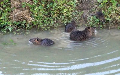 Emergenza nutrie nel Ferrarese, Coldiretti chiede un piano operativo rafforzato