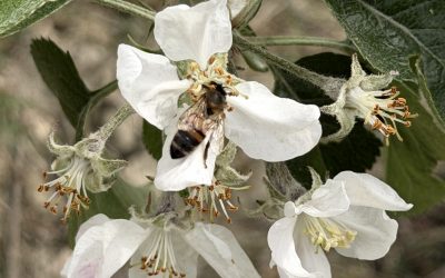 Coldiretti, giornata api: lavoro impollinazione nei campi vale 3 miliardi