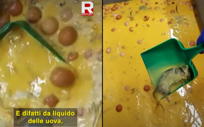 Report accende i riflettori su Eurovo di Occhiobello: “Uova con muffa e prodotti scaduti rieticchettati”