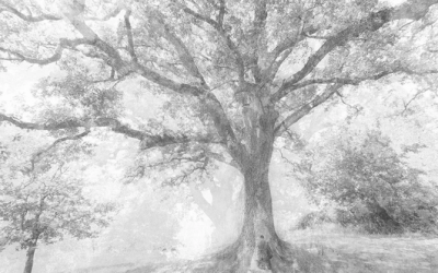 Il “fotografo degli alberi” Luca Zampini torna a Ferrara con la poesia di “Whispering Trees”