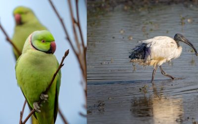 Ferrara: la citizen science segnala l’aumento di specie invasive