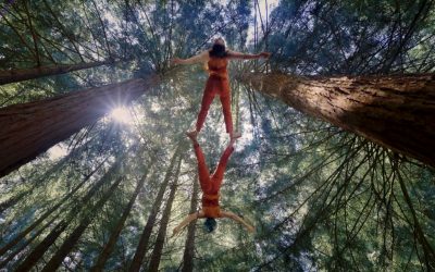 Cinema e natura si incontrano nel Bosco Integrale: il Ferrara Film Corto Festival porta i cortometraggi ambientali a Cento
