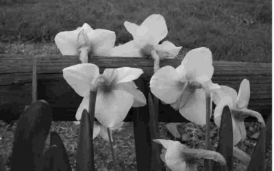 “A Second Glance”: alla Biblioteca di Sant’Agostino la mostra fotografica di Riccarda Ivic Benati
