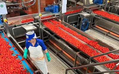 Pomodoro e frutta, Conserve Italia cerca 200 lavoratori stagionali per lo stabilimento di Pomposa