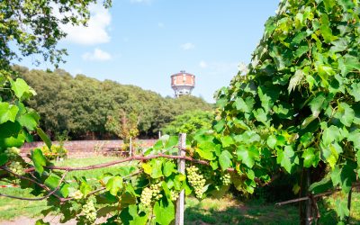 “Ti raserò le aiuole”, il talk di Interno Verde sugli sfalci urbani