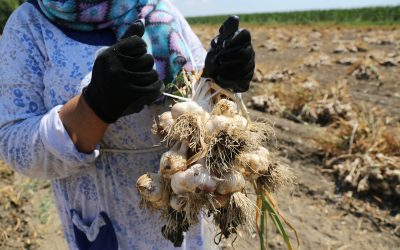 Inizia la raccolta dell’Aglio di Voghiera Dop