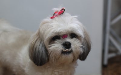 Il cane muore durante l’intervento. Danneggia l’ambulatorio e tenta di picchiare il veterinario