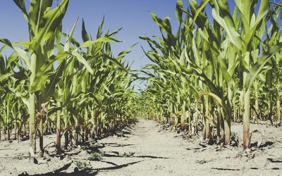 Un’estate da 1,5 miliardi: il caldo mette in ginocchio l’agricoltura