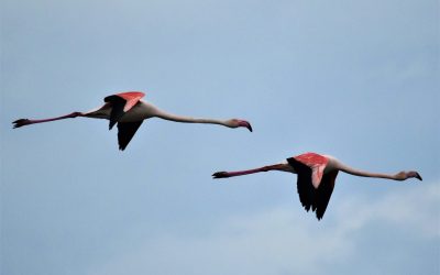 Il Delta del Po conquista gli stranieri, ma i ferraresi lo conoscono ancora poco