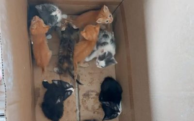 Riva del Po, dodici gattini abbandonati in golena