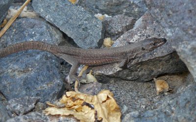 La scoperta di Unife. Lucertola rarissima sfida il rischio di estinzione alle Eolie