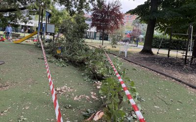 Crolla un grosso ramo in viale Orlando Furioso, sfiorati tre bambini