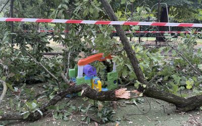 Ramo crollato nell’area giochi, interpellanza Pd: “Servono verifiche sulle alberature”