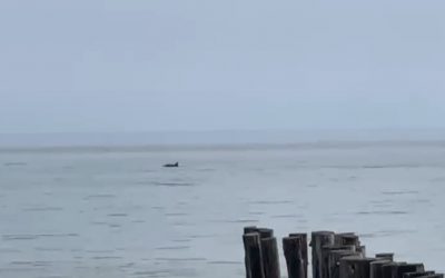 Spettacolo al Lido di Spina: un gruppo di delfini avvistato dalla riva