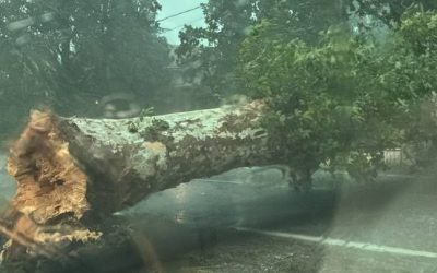 Violento nubifragio su Ferrara: strade allagate, alberi caduti e disagi in città e provincia