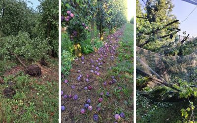 Campi piegati e serre divelte: il maltempo presenta il conto all’agricoltura ferrarese