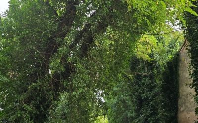 In via Tagliapietra alberi pericolanti