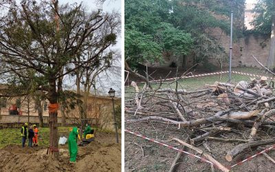 Addio al tasso monumentale di Parco Massari, salvato con un maxi trapianto nel 2021
