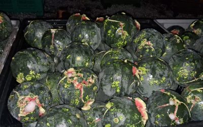 Dopo la grandine gigante, il conto più pesante lo paga l’agricoltura: raccolti devastati nel Basso Ferrarese