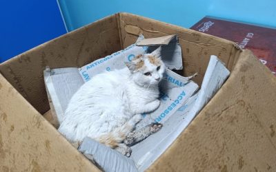 Gattina ferita salvata dalla Polizia locale a Copparo