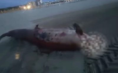 Delfino trovato morto sul Logonovo