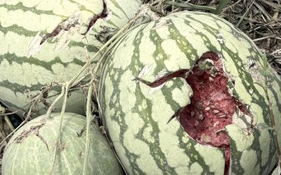 “Intervenire sulle cause della crisi climatica”