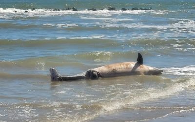 Un altro delfino morto ai Lidi: “Lasciato per ore sulla spiaggia”
