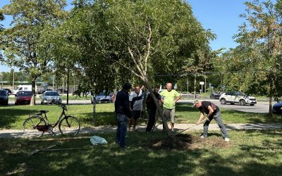 I “raddrizzatori di alberi” al lavoro per salvare il verde dopo i fortunali