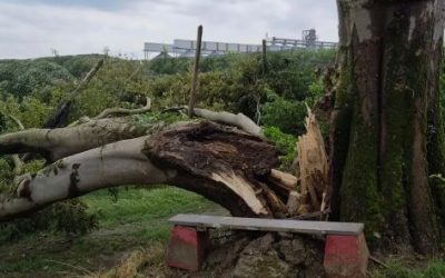 Argenta accelera sul dopo-tempesta: via libera agli interventi urgenti sul verde