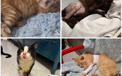 Gattile comunale di Ferrara al limite: “La situazione sta diventando veramente insostenibile”