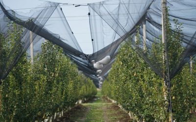 Coldiretti Ferrara ed Emil Banca: mano tesa agli agricoltori colpiti dal maltempo