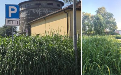 “Erba troppo alta, è un pericolo”. Fabbri: “Siamo in ritardo”