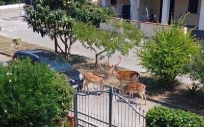 Daini in vacanza al Lido delle Nazioni: famigliola a spasso tra le case