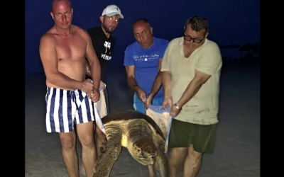 Un giovane ferrarese tra i volontari Wwf nel salvataggio di una Caretta Caretta in Calabria