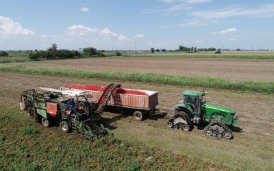 Luci e ombre per la campagna del pomodoro ferrarese
