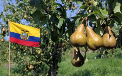 Pere italiane, via libera all’export in Ecuador