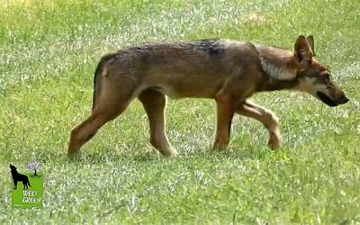 Un lupetto scappa dalla mietitrebbia, il video dalle campagne del ferrarese
