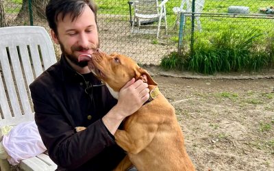 Benessere animale, Ferrara settima nella classifica di Legambiente