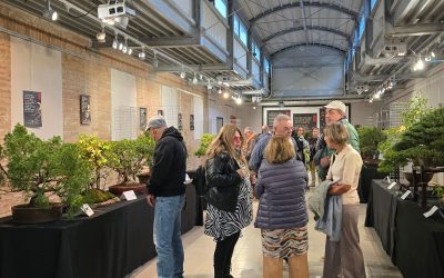 L’arte del bonsai tra bellezza, tempo e solidarietà
