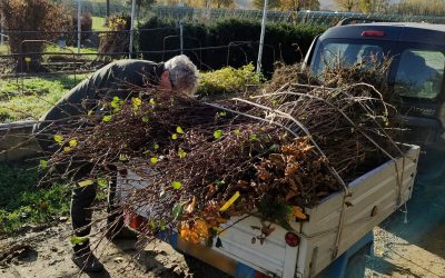 A Bondeno riparte la distribuzione gratuita di alberi: mille già piantati