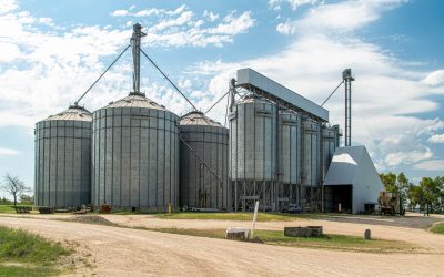 Rubano 4 tonnellate di grano dai silos dove lavorano: uno condannato, l’altro assolto